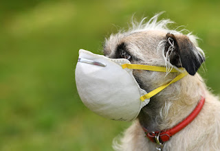 dog with coronavirus face mask