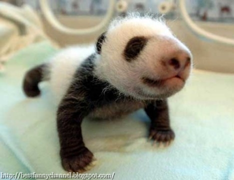 Cute Little Panda.