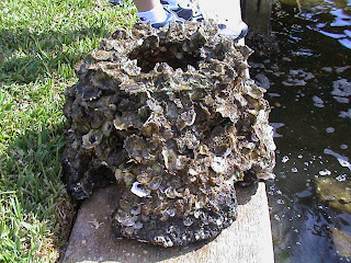 oyster restoration on reef ball attracts fish