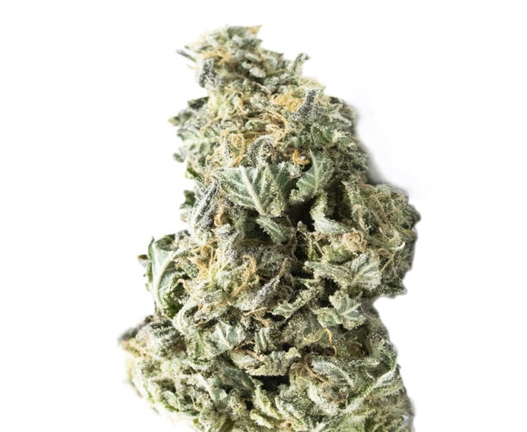 GMO Garlic Cookies Strain All You Need to Know Before Buying it