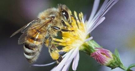 UNEG UNEG SI ANAK KETELA Lebah  Bunglon