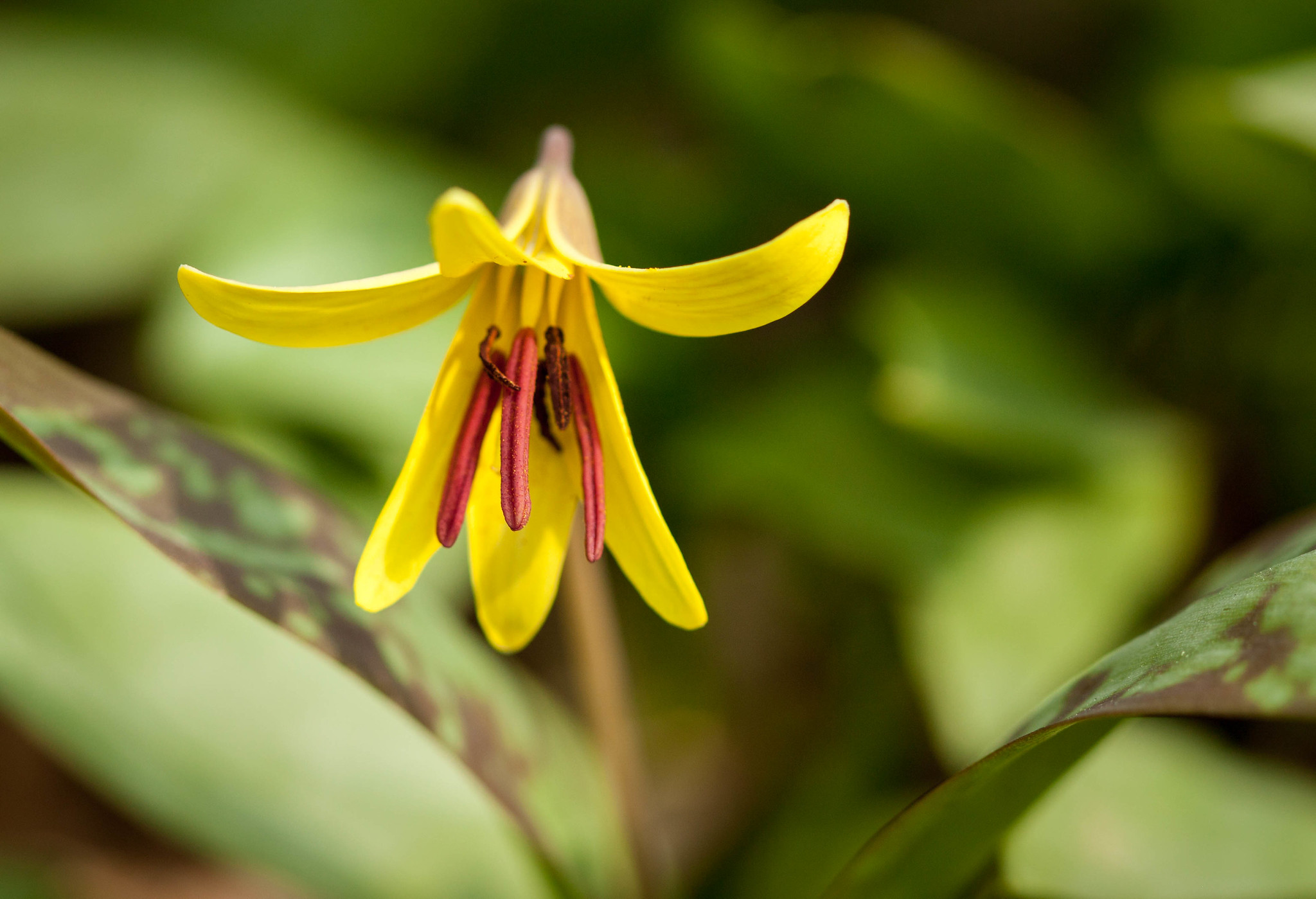 Erythronium americanum Yellow trout lily care and culture Travaldo