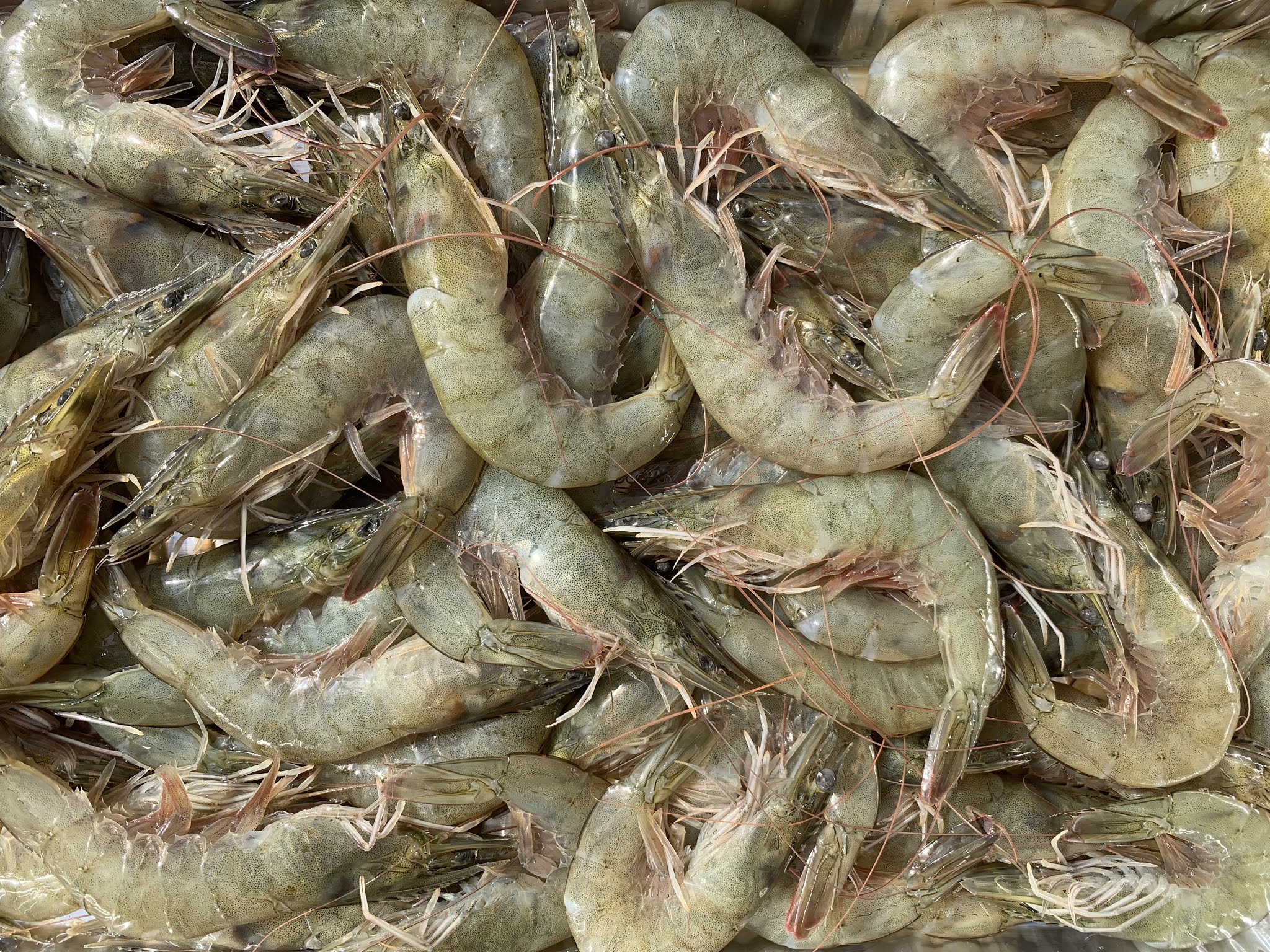The Types of Whiteleg Shrimp Disease fishhobbyist