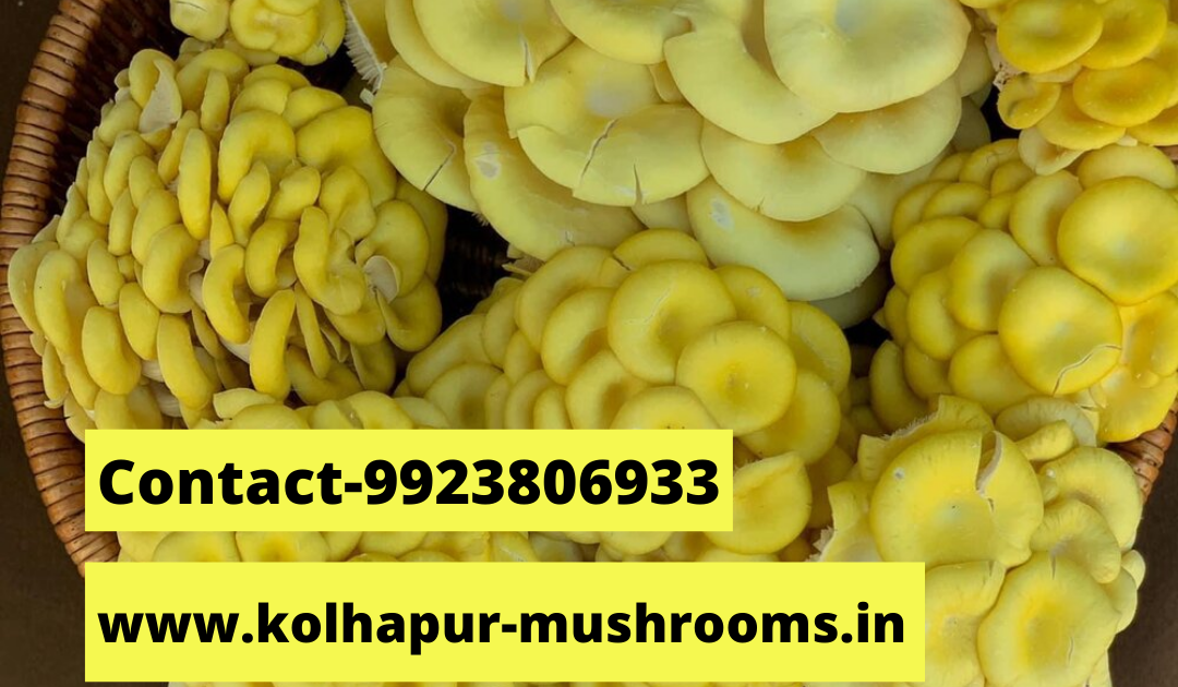 Are there any oyster mushroom look alikes? Edible mushrooms