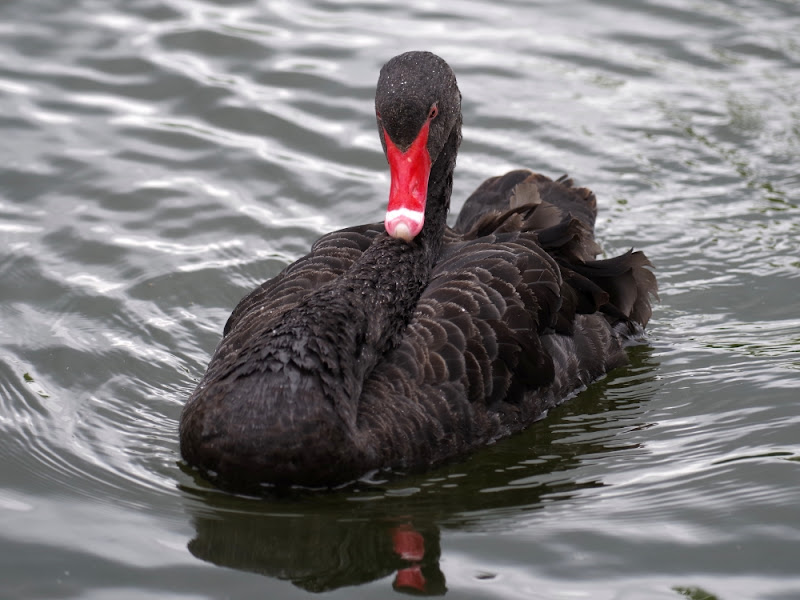 Black Swan resting