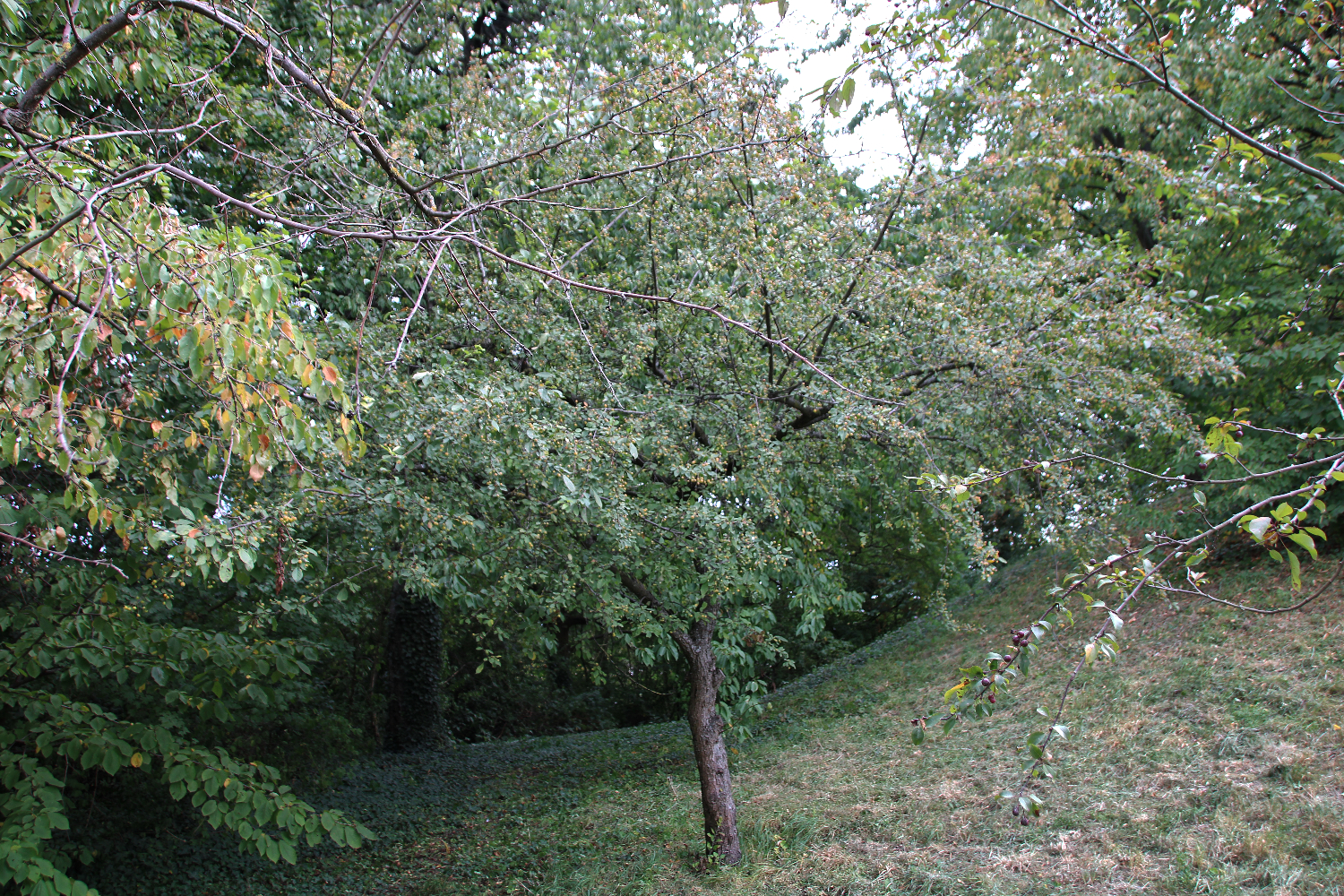 Faller 2017 Parte2 By Modellismoferroviario It Issuu