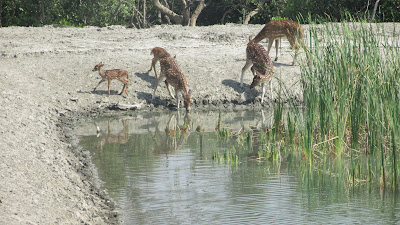 Sundarban Picture