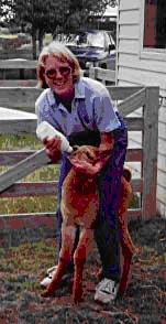 A young cria being fed milk from a bottle.