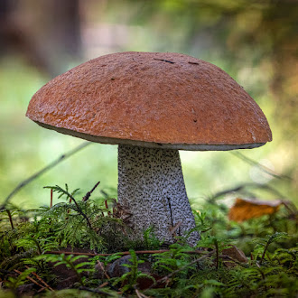 Грибы: грибные места, где собирать грибы