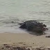 Vídeo: Crocodilo aparece em praia e engole filhote de tubarão encalhado