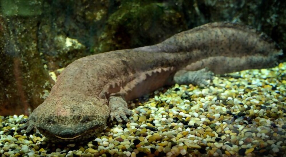 Chinese Salamander