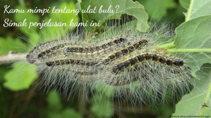Benarkah Mimpi Ulat Bulu Pertanda Guna Guna Dan Nasib Buruk Seseorang ? -  Anirishchristmastour.com - Blog Informasi Masa Kini
