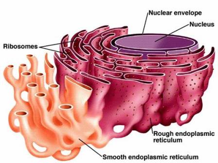 endoplasmic reticulum function animal cell