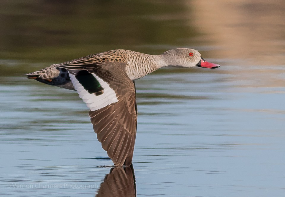 Vernon Chalmers Photography: Cape Teal Duck with Canon EOS 7D Mark II