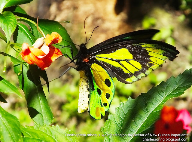 tithonus butterfly in Arfak mountains nature reserve