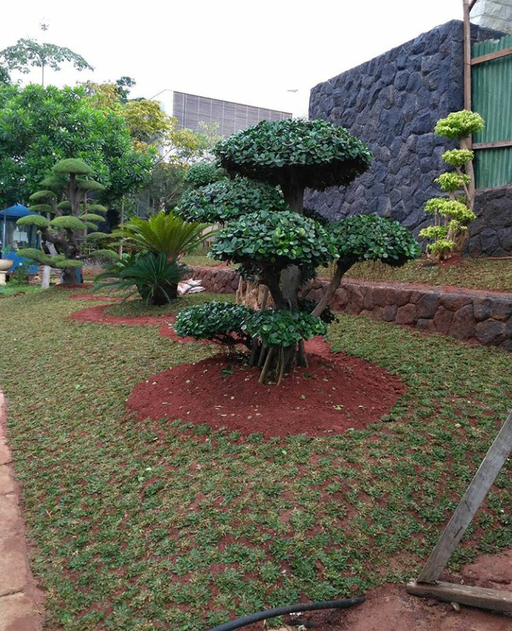 Jenis dan harga bonsai untuk taman rumah - Garden Style