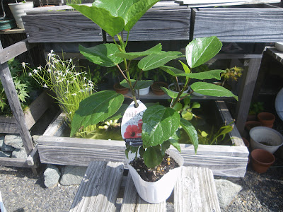 ハイビスカスの育て方 小さな鉢植えで美しい花を楽しむ 苗木の植え付け 栽培の記録 メダカの大工