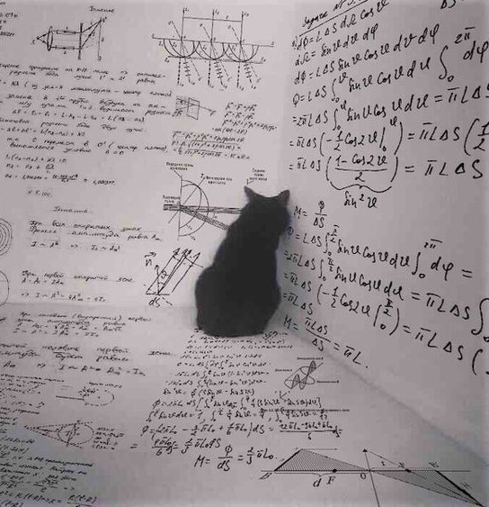 Cat study