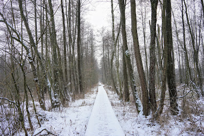 Zaborów Leśny