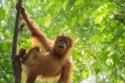 Orangutans - Species Whose Habitats are Endangered