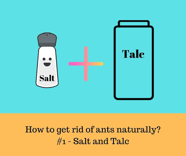 How to Get Rid of Ants Naturally - Salt and Talc Natural Ant Killer - Salt and Talc