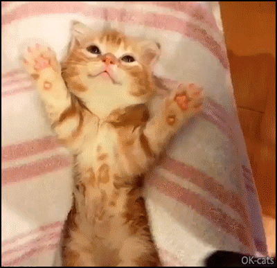 Cute Cat GIF • Adorable kitty ready for a nap in her little bed. “Good sleep my sweet baby” Cute Cat GIF • Adorable kitty ready for a nap in her little bed. “Good sleep my sweet baby”
