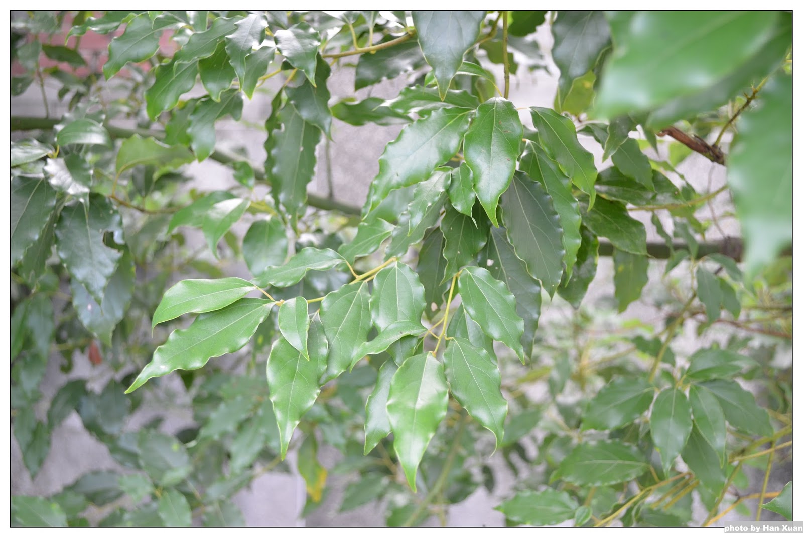 花蓮高農 植物園區: 樟樹