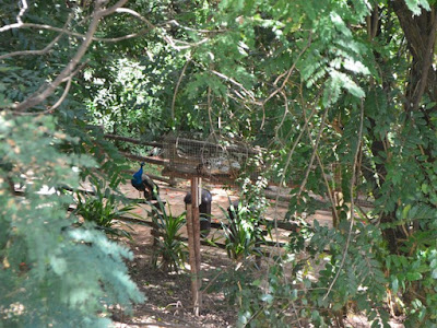 Onça pintada e pavão no zoológico fechado de Paulínia, SP (Foto: Carlos Alciati Neto/ G1).