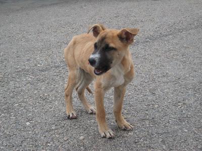 Mi Perro Esta Flaco Y Come Mucho - Noticias del Perro