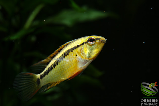 Apistogramma sp. schwarzkehl / sp. D25