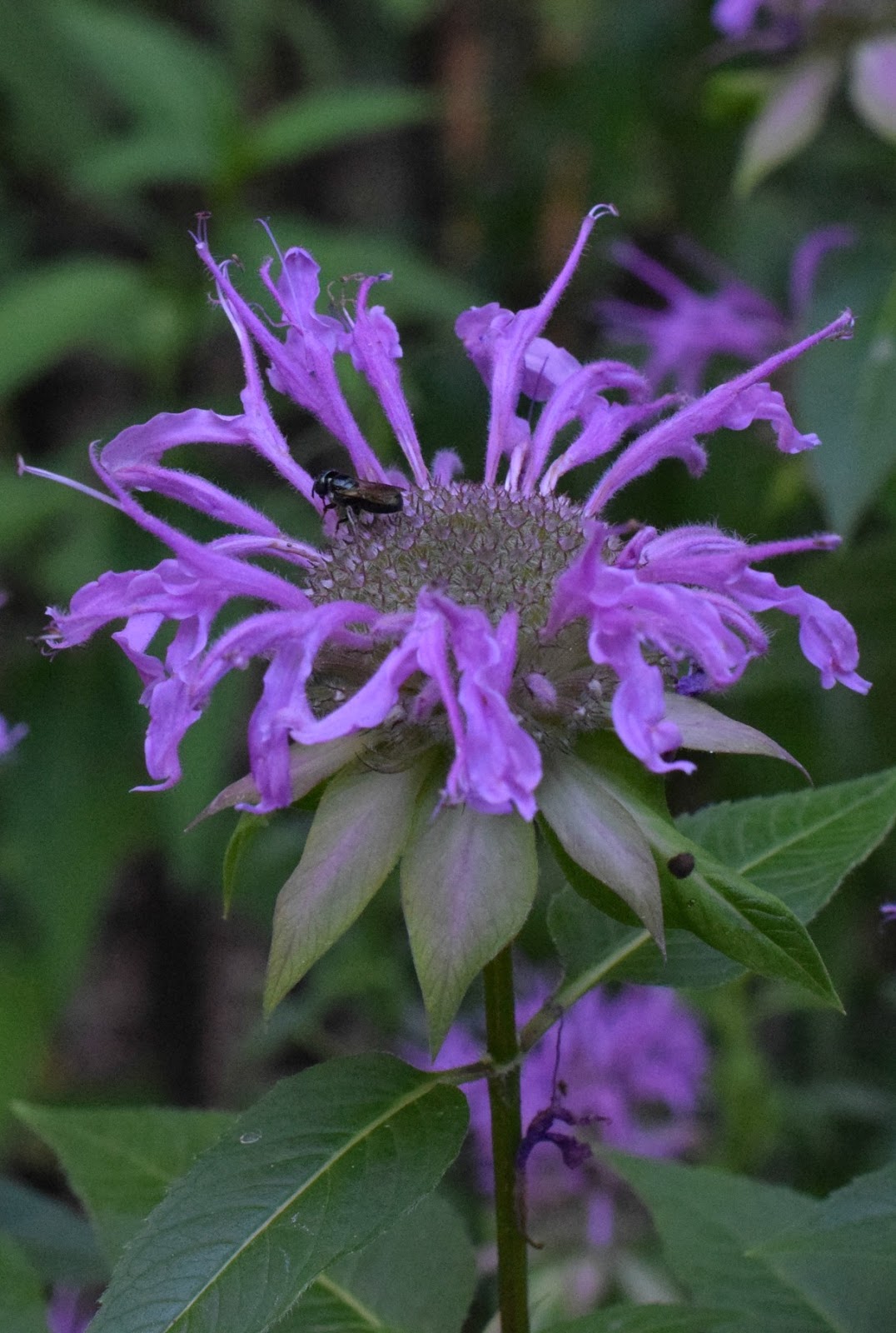 Using Georgia Native Plants: Cultivated Varieties of Native Plants