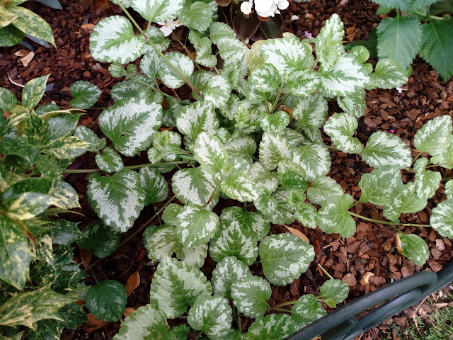 Ortiga muerta amarilla o Arcángel amarillo (Lamium galeobdolon subsp. argentatum (Smejkal) J.Duvign.).