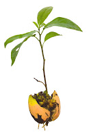 Persea americana, tohumdan filizlenmiş genç avokado fidesi (kökleri ve yaprakları ile)