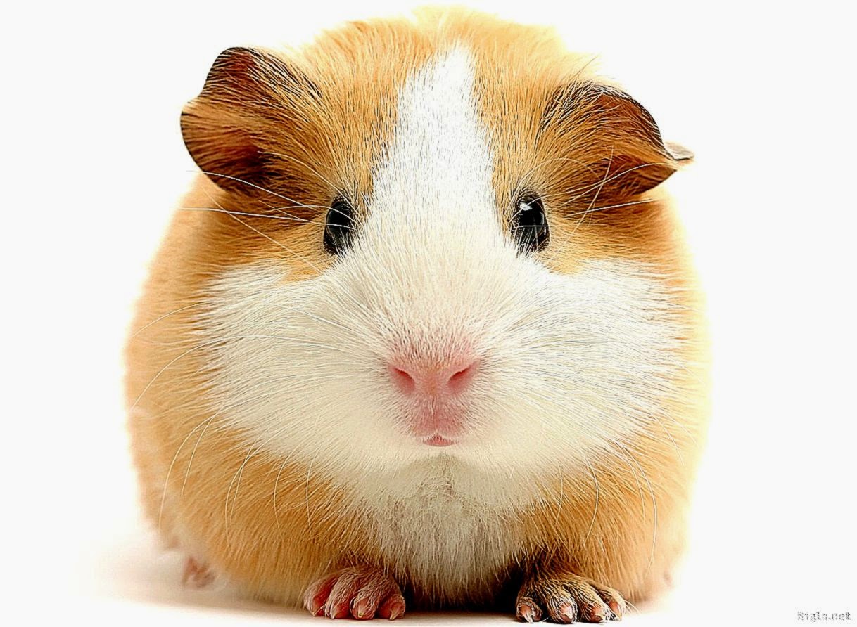 foto hamster lucu