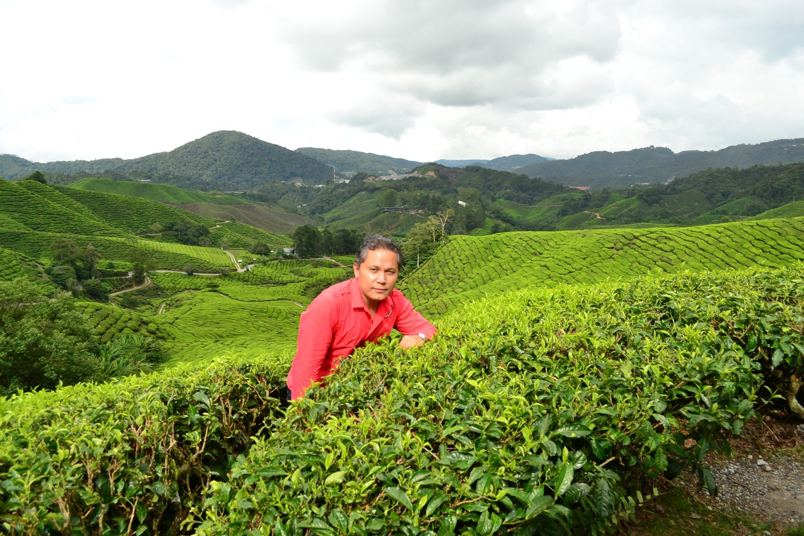 Perigargan: Tea or Me? (at the BOH Tea farm, Cameron Highlands, Malaysia)