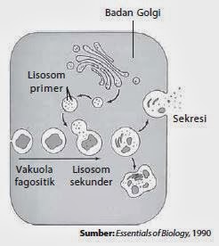 Lisosom terbentuk dari badan golgi Lisosom terbentuk dari badan golgi