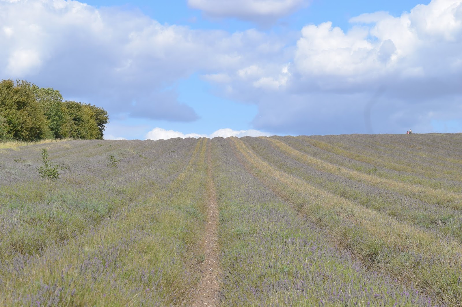 A landscape of a lavender field with clouds scattered in the sky and high green bushes along the edge of the field.