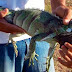 Três iguanas são encontradas em esgoto de Feira de Santana