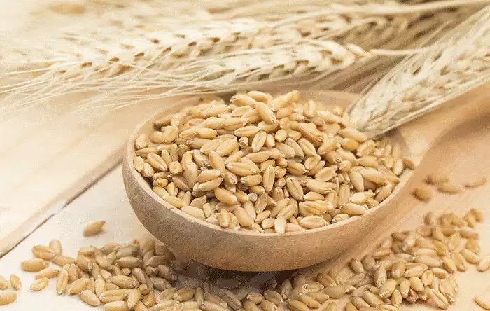 Health Benefits Of Barley