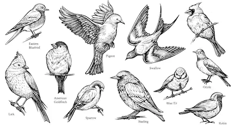  Cara  Menggambar  Burung Dengan  Mudah  Tutorial Lengkap