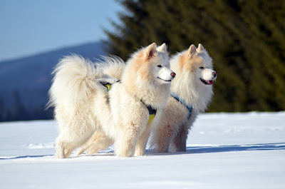 Fluffy dogs, white fluffy dog breeds