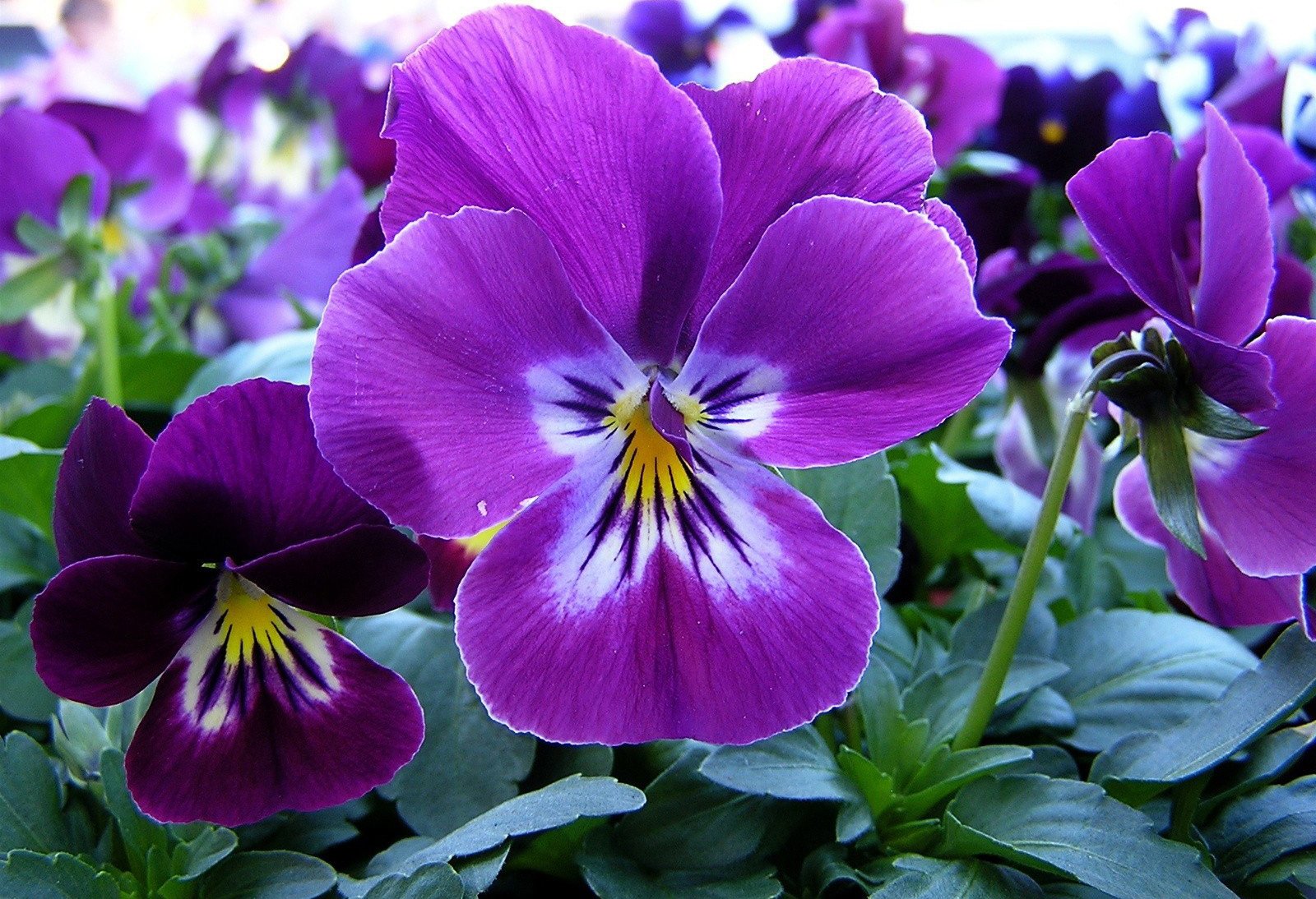 Hermosas flores de color púrpura llamadas "pensamientos"