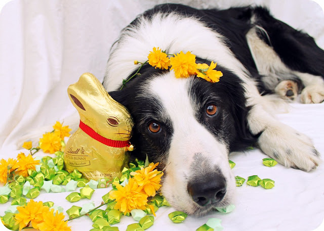 Understanding Canine Body Language: Unraveling the Mysteries of Our