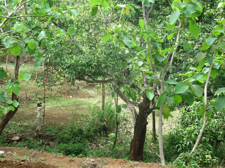 Journeying & Journaling through Life Where do mangos come from?