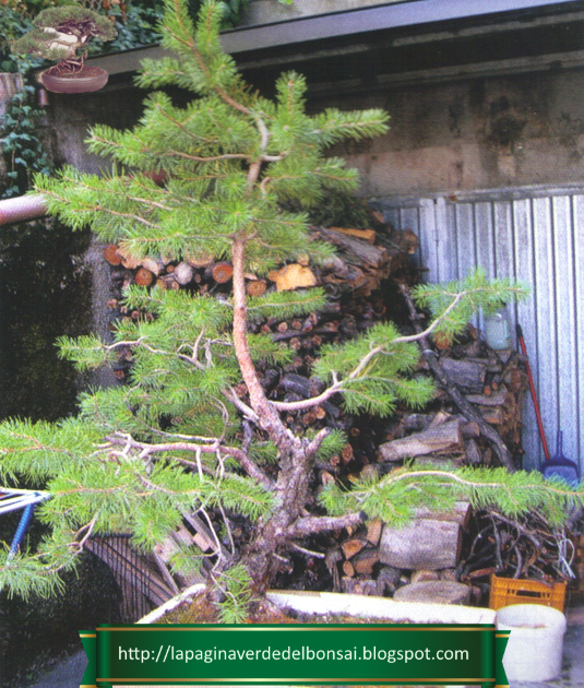 How To Create A Bonsai Step By Step, From Scratch, Starting From A Branch Or Cutting. The