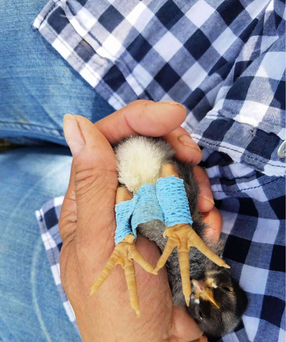 Spraddle Leg and Curled Toes in Baby Chicks Prevention and Treatment