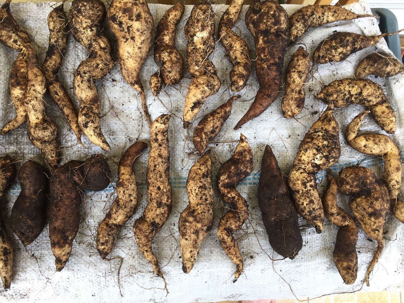 Okinawa Gardener Today's Harvest (26 May) Japanese Sweet Potatoes