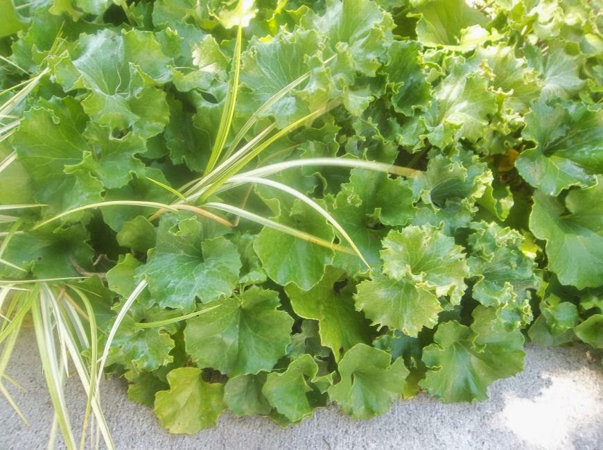 Future Plants by Randy Stewart: Farfugium