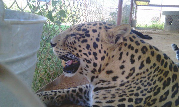 ... , spares Big Cats at CARE animal sanctuary in Drought Stricken Texas
