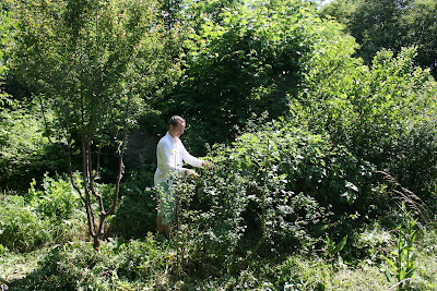 Native Plants My Woodland Garden